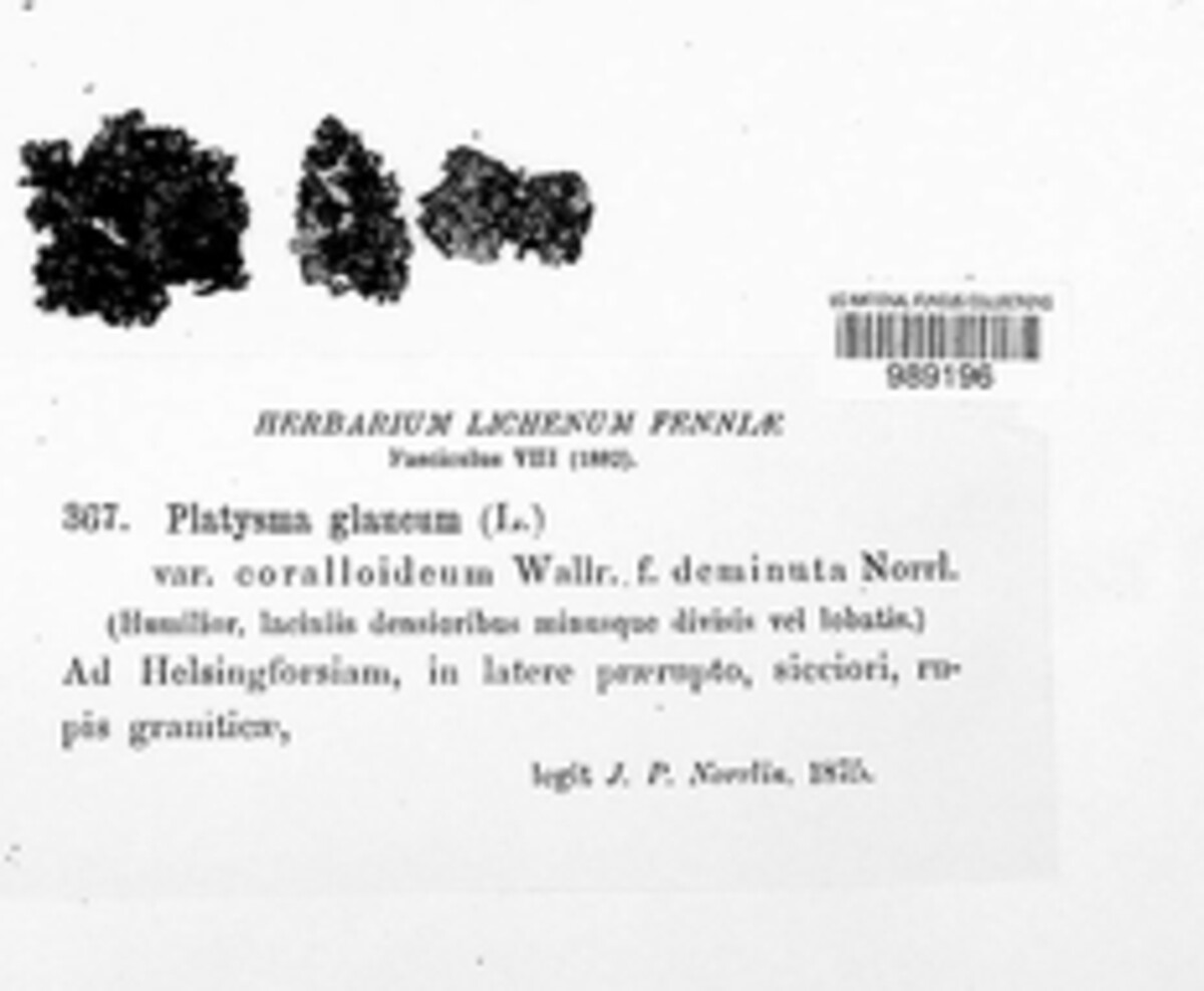 Platismatia glauca image